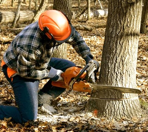 Tree Removal in Cary, MS